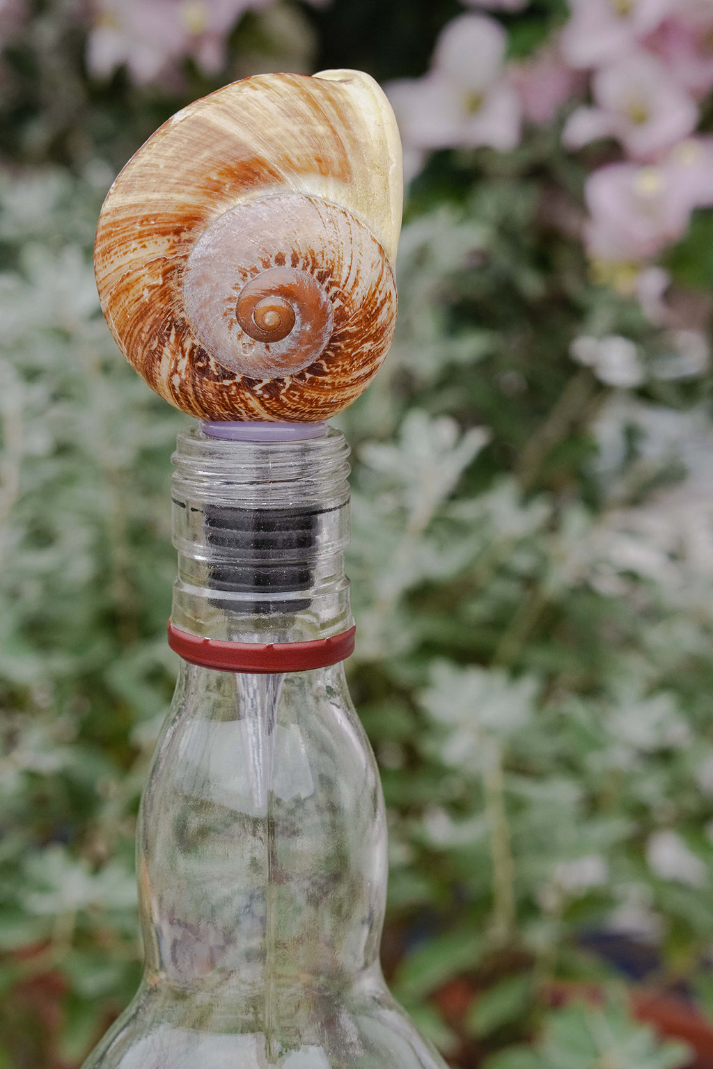 Natural Seashell Wine Bottle Stopper