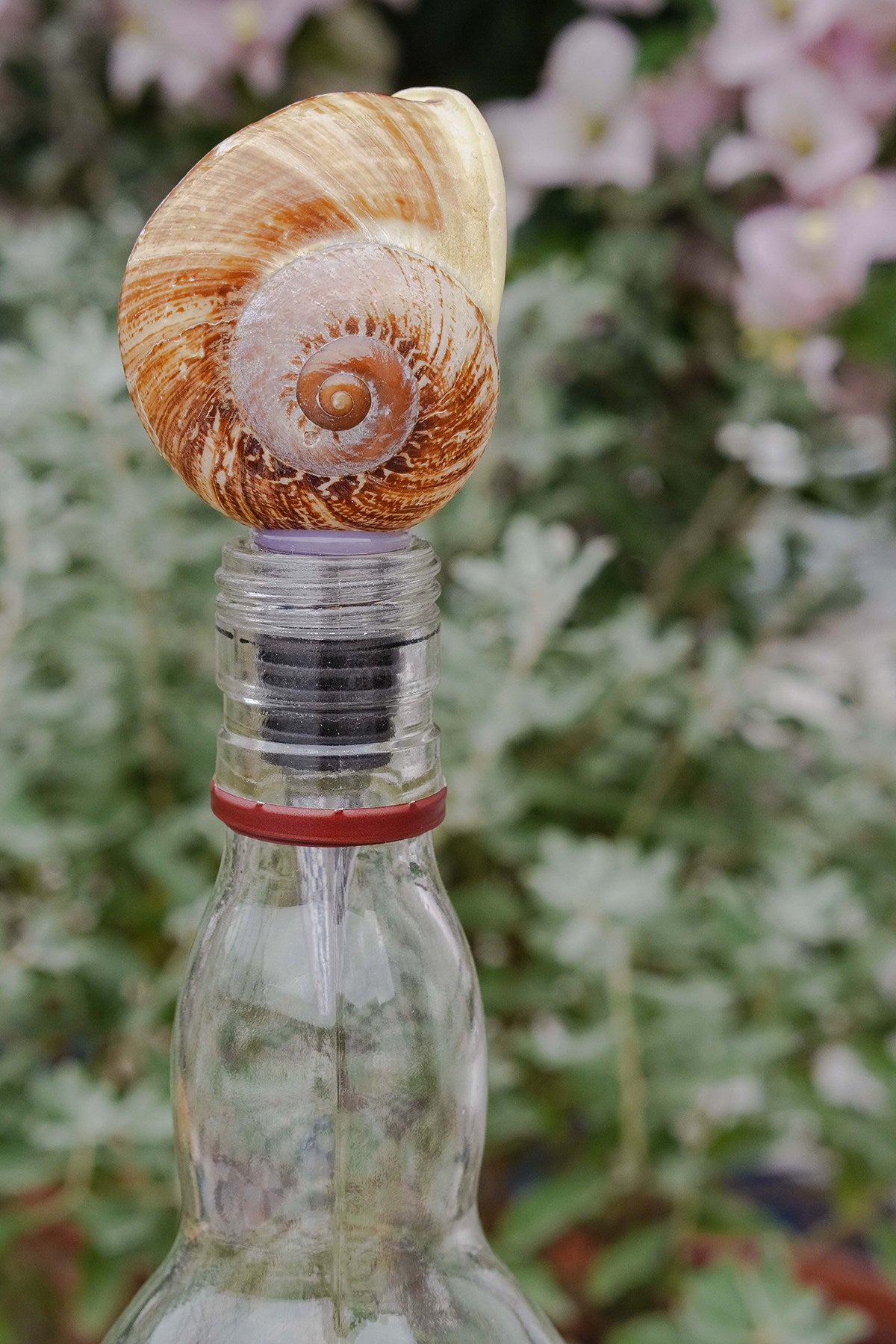 Natural Seashell Wine Bottle Stopper