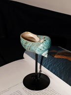 Magnificent Conch Shell Wine Glass