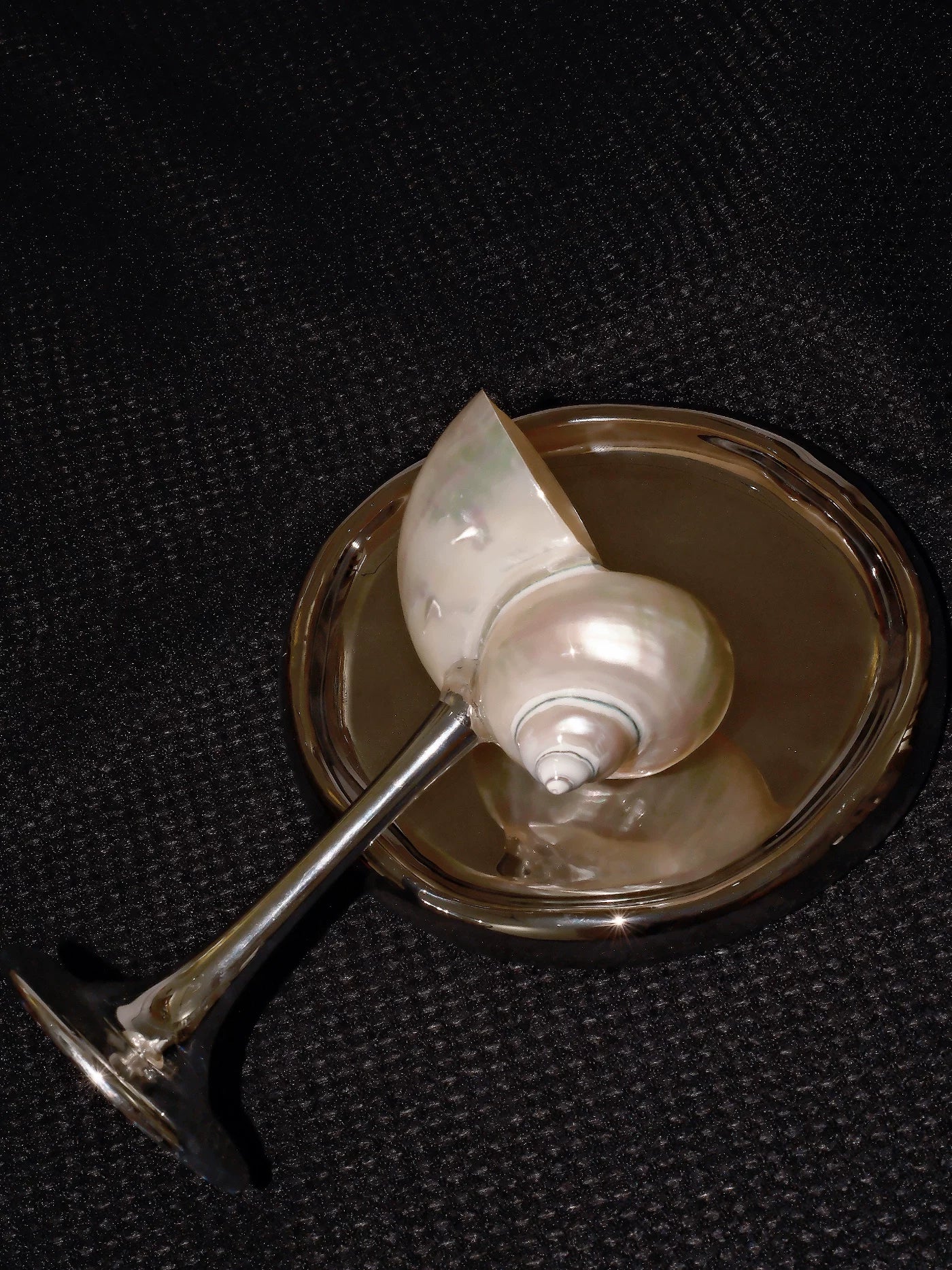 Magnificent Conch Shell Wine Glass