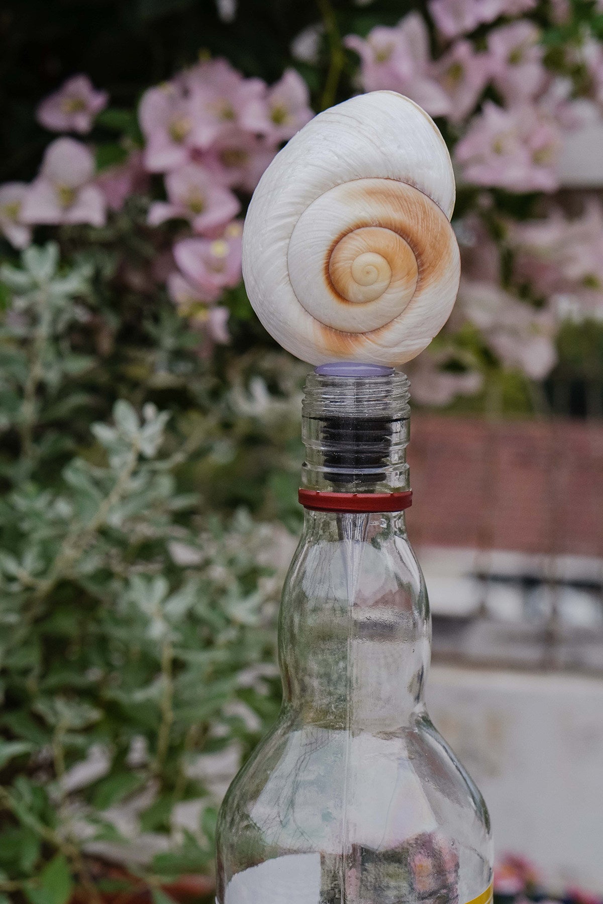 Natural Seashell Wine Bottle Stopper
